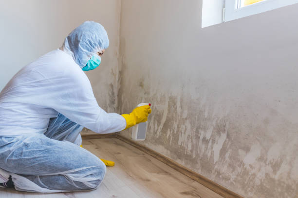 Professional mold removal team in Marlton